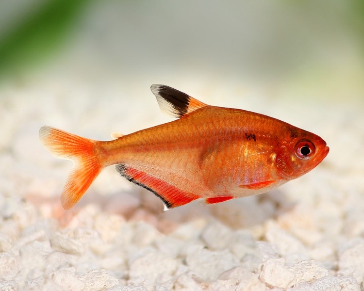 Serpae Tetra ~ 2.5-3cm